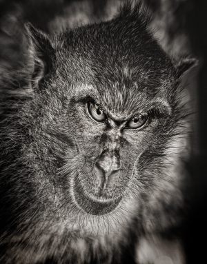4716 Fotograf  Claus Carlsen  -  Mad monkey  